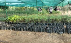 KFS Tree Nursery in Garissa CFC 