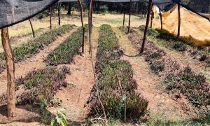 Assessment of the Marigat KEFRI Seed Centre