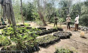 KFS Tree Nursery in Ijara sub-county, Garissa County