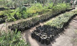 KFS Tree Nursery in Ijara sub-county, Garissa County