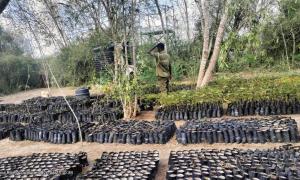 KFS Tree Nursery in Ijara sub-county, Garissa County