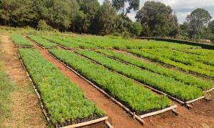 Assessment of the Kiptuget Forest Station Nursery