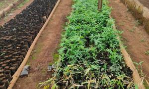 Assessment of the Kiptuget Forest Station Nursery