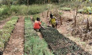 Maralal Forest Station Tree Nursery