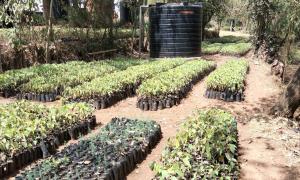 Maralal Forest Station Tree Nursery