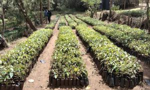 Maralal Forest Station Tree Nursery